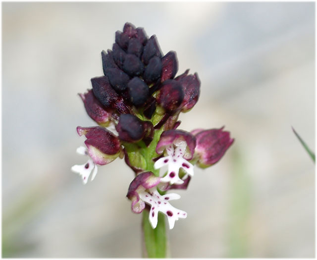 Orchis ustulata